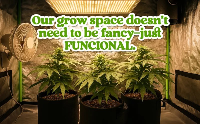 A Beginner’s Guide to Growing Cannabis at Home